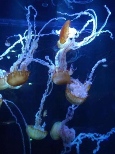 Boulogne_403_408c_25